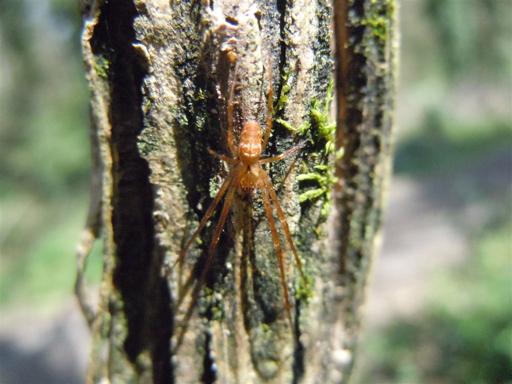 Tetragnathidae: Metellina sp. - Riserva degli Astroni(NA)